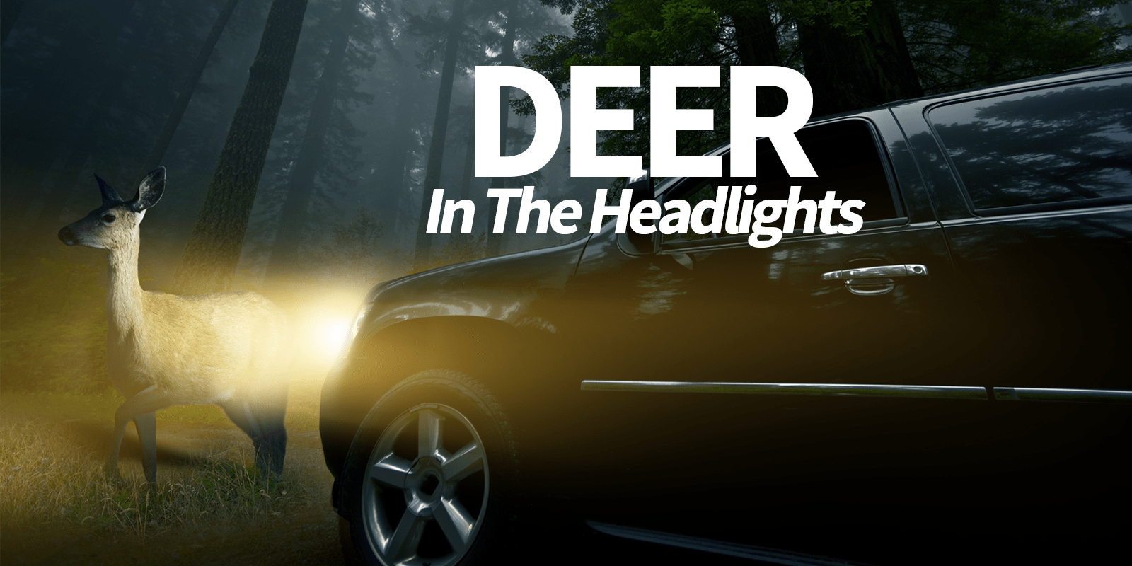 Deer In The Headlights.